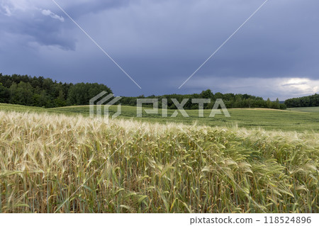 wheat field after a thunderstorm and rain 118524896