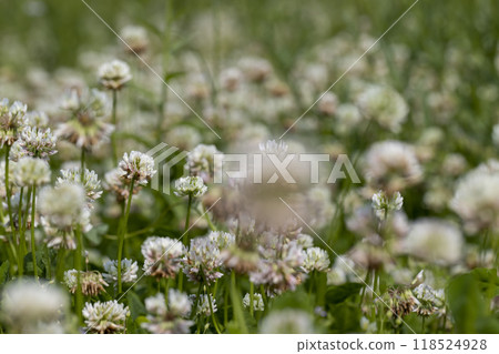 a clover blooming with white flowers in early summer a clover blooming with white flowers in early summer 118524928