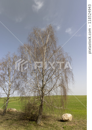 a birch without foliage in spring against a blue sky a birch without foliage in spring against a blue sky 118524943