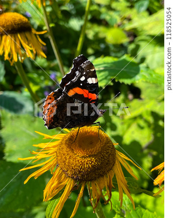 Macro shot of beautiful butterfly (painted lady, Vanessa cardui) feeding on bright yellow flowers Macro shot of beautiful butterfly (painted lady, Vanessa cardui) feeding on bright yellow flowers 118525054