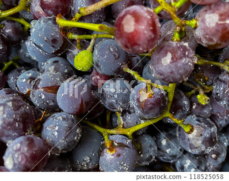 Ripe black grapes with water drops close-up on the fruits. Macro Ripe black grapes with water drops close-up on the fruits. Macro 118525058