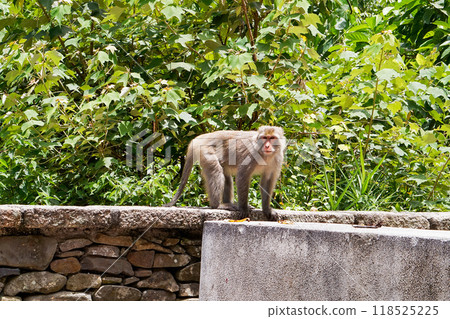 [Taiwan/Taitung County] Taiwanese monkeys walking in Taiyuan Valley 118525225
