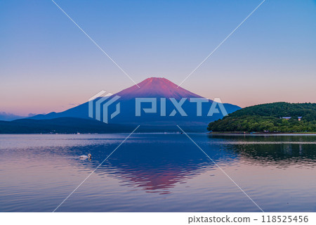 [Yamanashi Prefecture] Swans on Lake Yamanaka and Mount Fuji dyed red by the morning glow 118525456