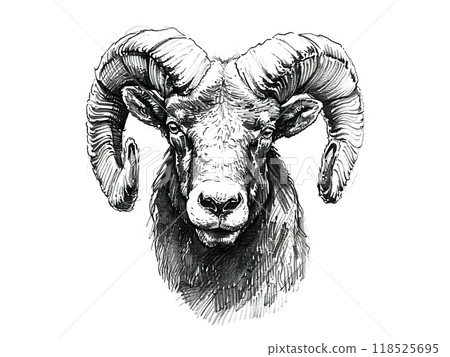 A detailed black and white drawing of a majestic ram with large, spiraling horns. Perfect for power, strength, and wildlife designs. Animals painting. 118525695