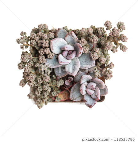 Silver blue pachyveria powder puff rosette flowers and Sedum dasyphyllum minor in pot, top view 118525796