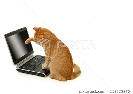 Cat is using laptop computer Cat is using laptop computer 118525870