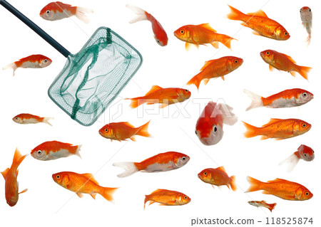 Many goldfish and net 118525874