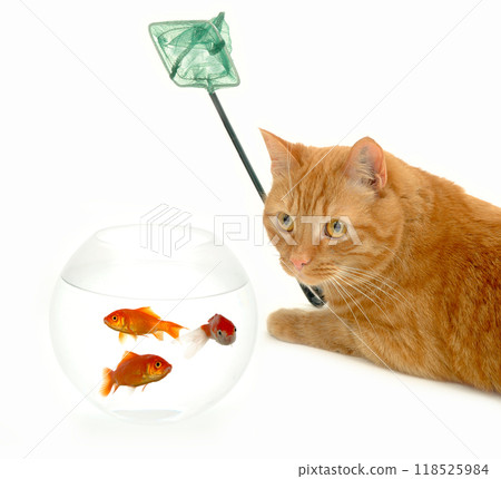 Cat fishing for goldfish 118525984