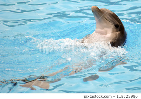 Happy dolphin Happy dolphin 118525986