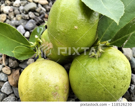 Close up of green ripe lemon fruit and green leaves in bowl, with pebbles background, Meyer lemon, Citrus Limon, garden 118526230