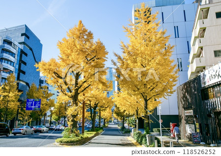 Ginkgo trees along Sakuradori street in autumn, Nagoya Ginkgo trees along Sakuradori street in autumn, Nagoya 118526252