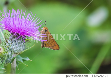 Skipper butterfly and Tamurasou 118526322