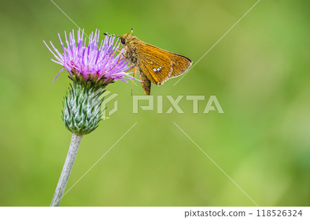 Skipper butterfly and Tamurasou 118526324