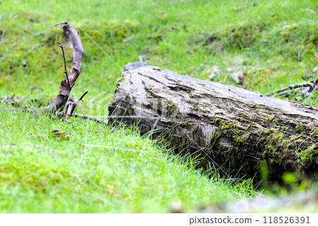 Fallen tree and red dragonfly Fallen tree and red dragonfly 118526391