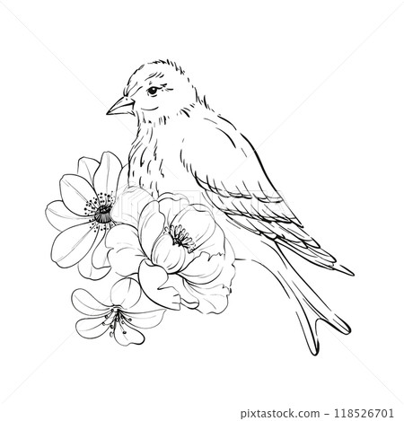 Victorian beard and roses, springtime composition. flowers botanical clip art. Romantic anemone and peony. For greeting cards, wedding, fabric, printing. Graphic vector line, hand drawn, black 118526701