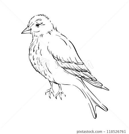 Vintage bird illustration, capturing nature and wildlife essence with delicate strokes for invitation, wedding, printing, textile, greeting card, fabric. Graphic vector line, hand drawn, black Vintage bird illustration, capturing nature and wildlife essence with delicate strokes for invitation, wedding, printing, textile, greeting card, fabric. Graphic vector line, hand drawn, black 118526761