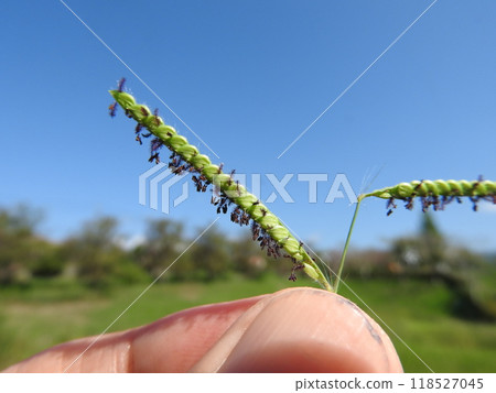 Blooming weed "Striped grass" Blooming weed "Striped grass" 118527045