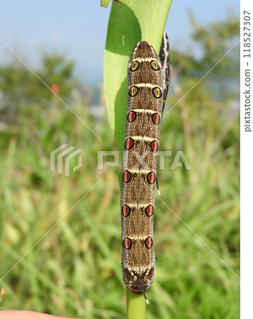 The larvae of the moth "Striped Moth" eat all the leaves of the calla lily, which is its food plant. 118527307