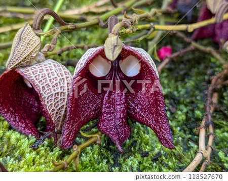 Aristrokia · Salva Drensis 118527670