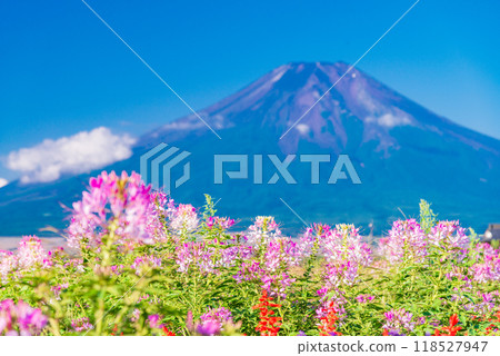 [山梨縣] 在忍野村和富士山發現的克萊姆 118527947