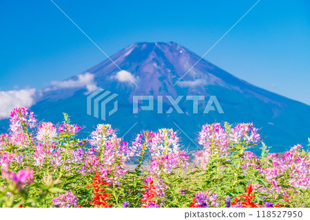 [山梨縣] 在忍野村和富士山發現的克萊姆 118527950