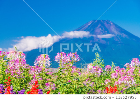 [山梨縣] 在忍野村和富士山發現的克萊姆 118527953