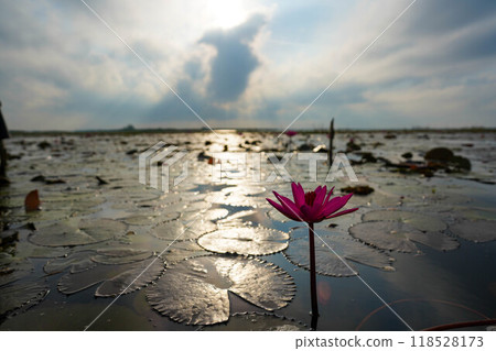 Lotus flowers blooming on the lake 118528173