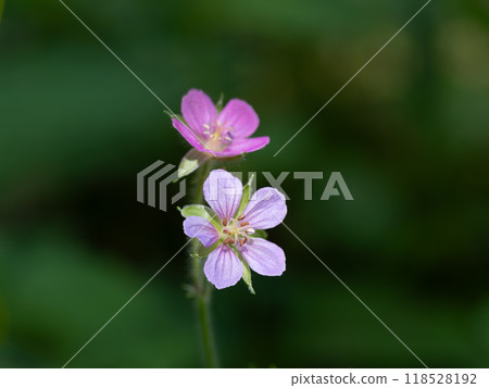 Ginjo Shoko with small herbs 118528192