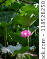 A lotus flower hidden behind leaves 118528250