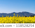Rape flower fields and majestic mountains 118528254