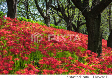 cluster spider lilies growing in clusters 118528310