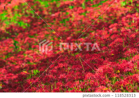 cluster spider lilies growing in clusters 118528313