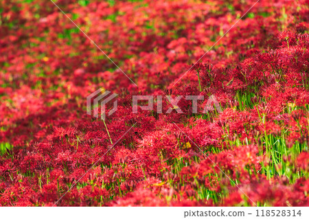 cluster spider lilies growing in clusters 118528314