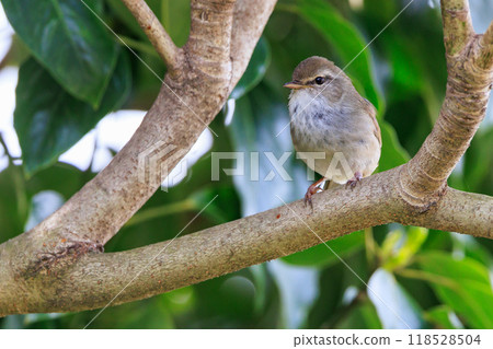 A warbler that announces spring but doesn't show up despite its familiar voice 118528504