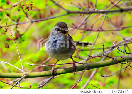 鳴鳥宣告了春天的到來,但儘管有熟悉的聲音卻沒有出現 鳴鳥宣告了春天的到來,但儘管有熟悉的聲音卻沒有出現 118528515