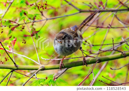 A warbler that announces spring but doesn't show up despite its familiar voice A warbler that announces spring but doesn't show up despite its familiar voice 118528543