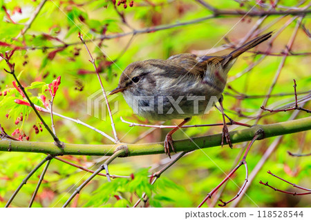 鳴鳥宣告了春天的到來，但儘管有熟悉的聲音卻沒有出現 118528544