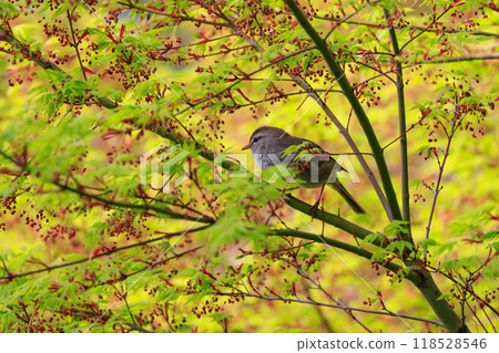 A warbler that announces spring but doesn't show up despite its familiar voice 118528546