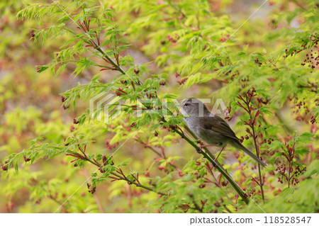 A warbler that announces spring but doesn't show up despite its familiar voice 118528547