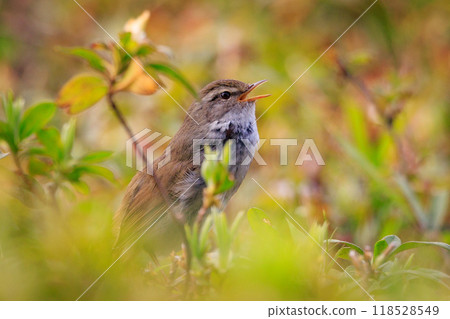 A warbler that announces spring but doesn't show up despite its familiar voice 118528549