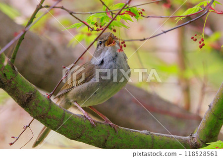 A warbler that announces spring but doesn't show up despite its familiar voice 118528561