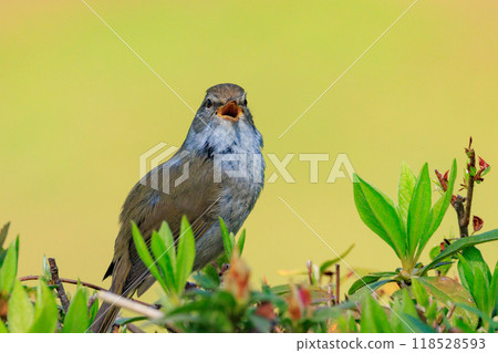 鳴鳥宣告了春天的到來，但儘管有熟悉的聲音卻沒有出現 118528593