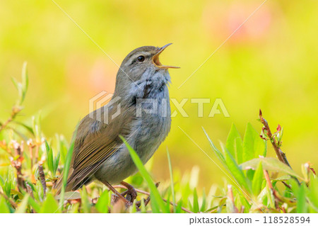 鳴鳥宣告了春天的到來，但儘管有熟悉的聲音卻沒有出現 118528594