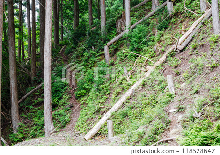 林務員使用的林業小徑的入口 林務員使用的林業小徑的入口 118528647