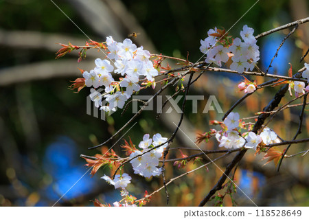 Sakura, a Japanese flower that colors encounters and farewells Sakura, a Japanese flower that colors encounters and farewells 118528649