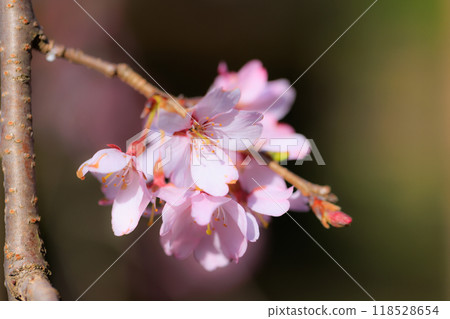Sakura, a Japanese flower that colors encounters and farewells 118528654