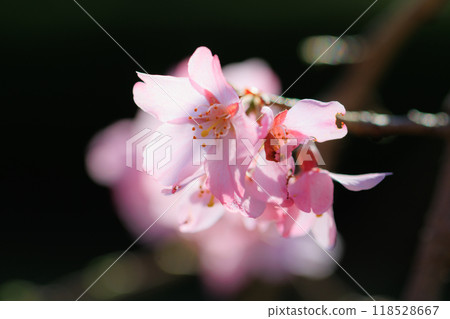 櫻花,一種為相遇和告別著色的日本花 櫻花,一種為相遇和告別著色的日本花 118528667