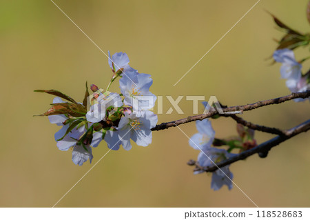 Sakura, a Japanese flower that colors encounters and farewells Sakura, a Japanese flower that colors encounters and farewells 118528683