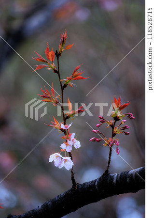櫻花,一種為相遇和告別著色的日本花 櫻花,一種為相遇和告別著色的日本花 118528715
