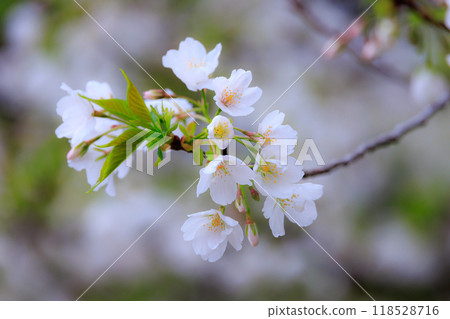 櫻花,一種為相遇和告別著色的日本花 櫻花,一種為相遇和告別著色的日本花 118528716
